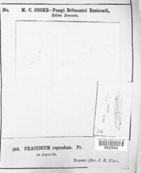 Leptotrochila repanda image